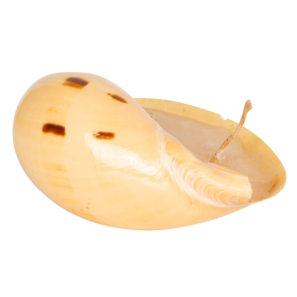 Deniz Kabuğu Mum 10cm