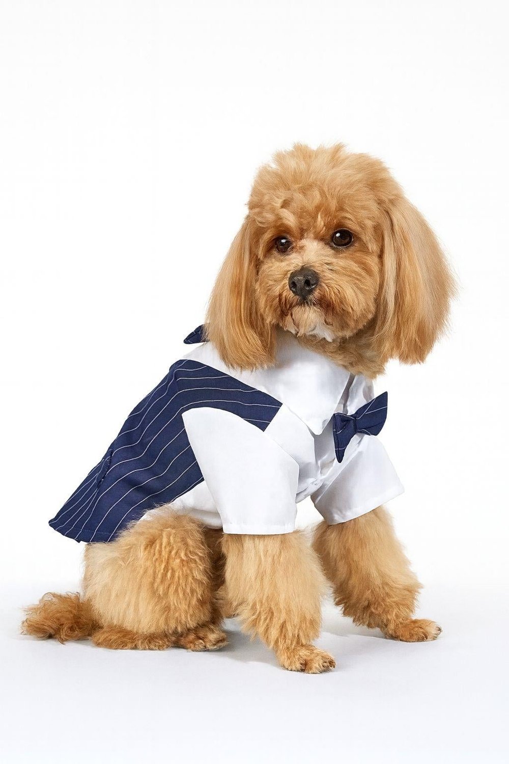 Kedi Köpek Kıyafeti/ Köpek Takım Elbise/lacivert