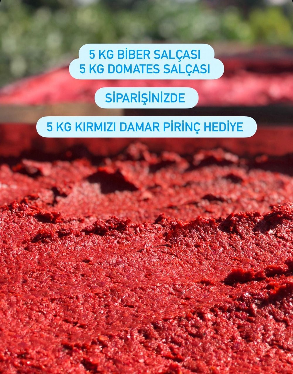 SALÇA KAMPANYASI