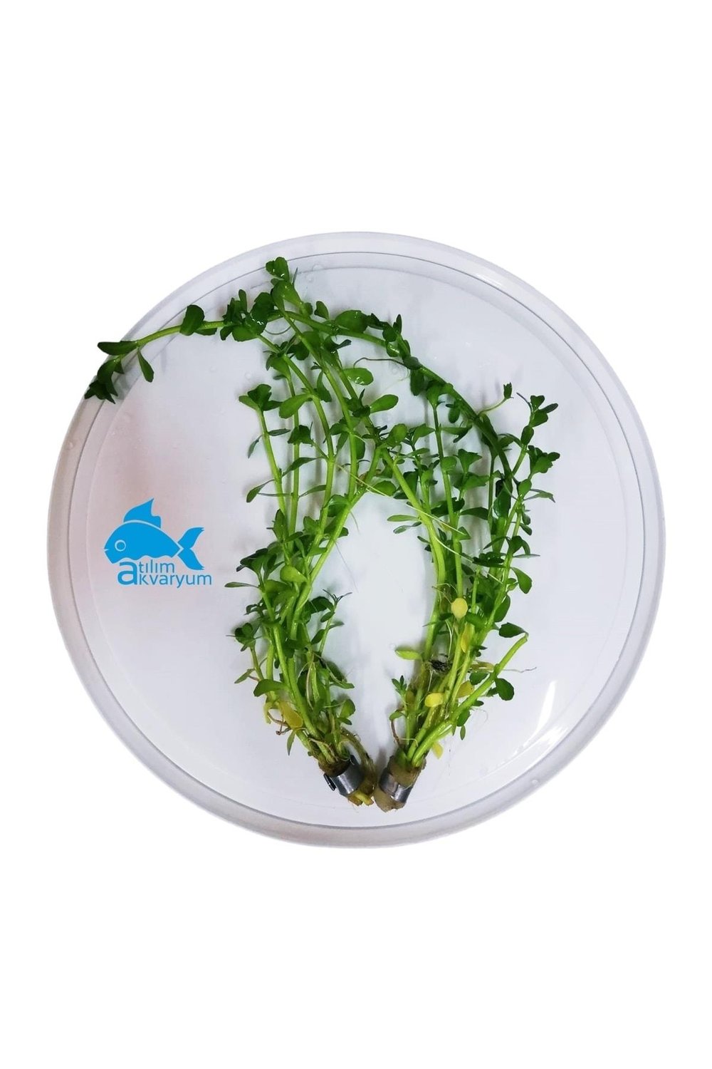 Bacopa Monnieri Canlı Akvaryum Bitkisi 5 Dal