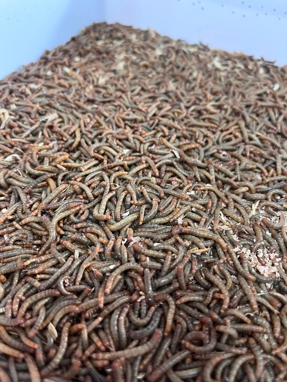 Canlı Yem Un Kurdu 40 Gram Paket