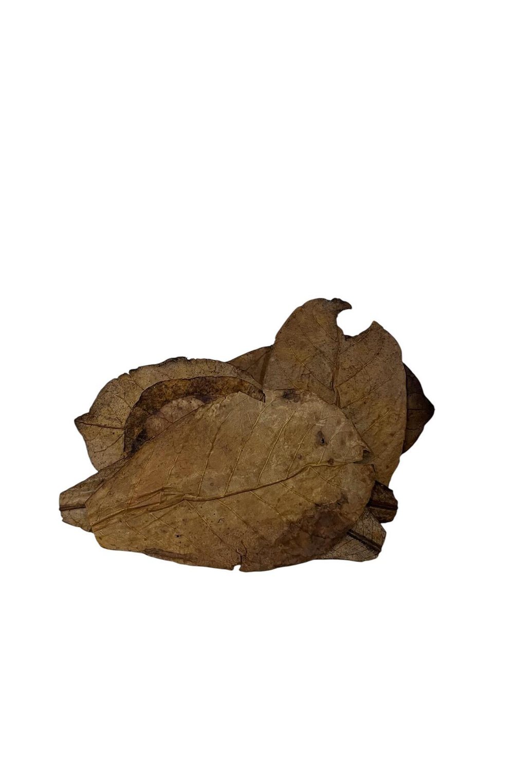 Catappa Yaprağı Yüksek Kalite İthal 15cm 3 ADET