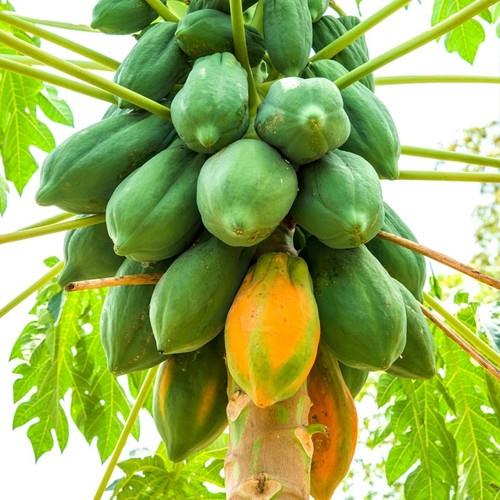 PAPAYA FİDANI 3 YAŞ 170 CM (2 ADET)