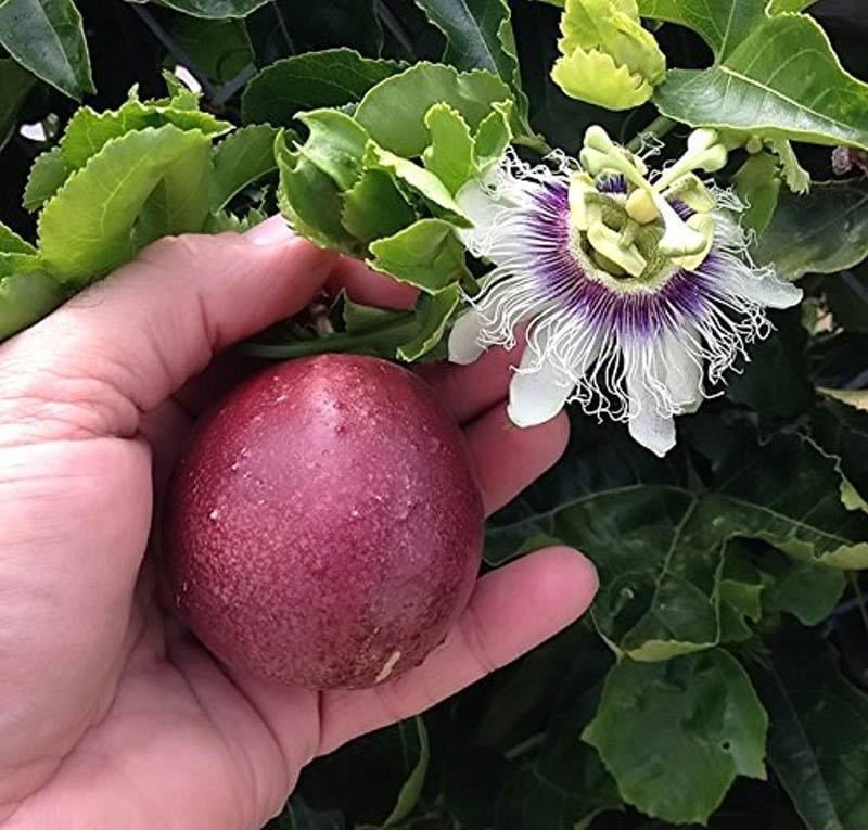 PASSİFLORA TOHUMU (100 ADET TAZE ve ÇİMLENME GARANTİLİ)