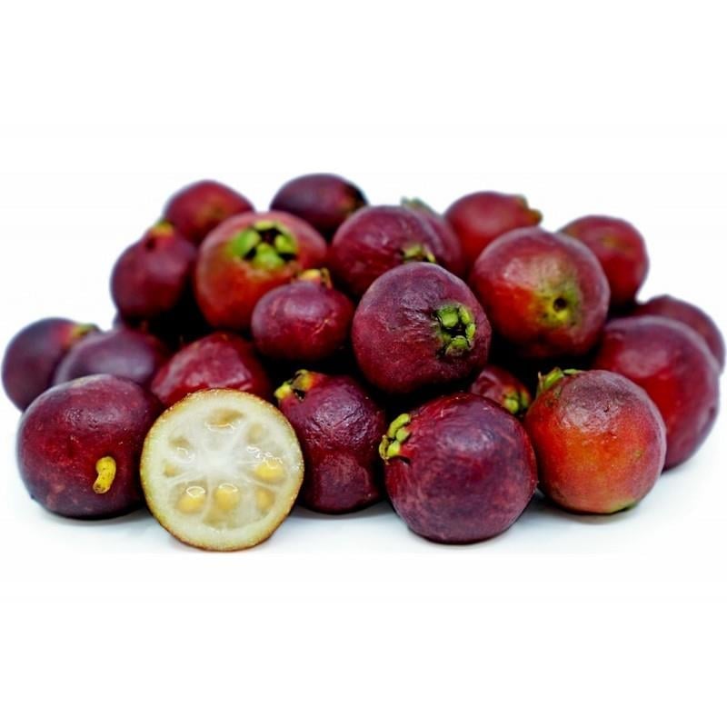 ÇİLEK GUAVASI FİDANI 6 YAŞ 150 CM