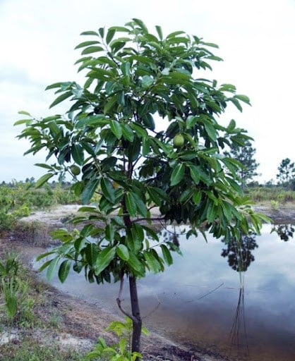 BLACK SAPOTE 2 YAŞ 15-20 CM (2 ADET)