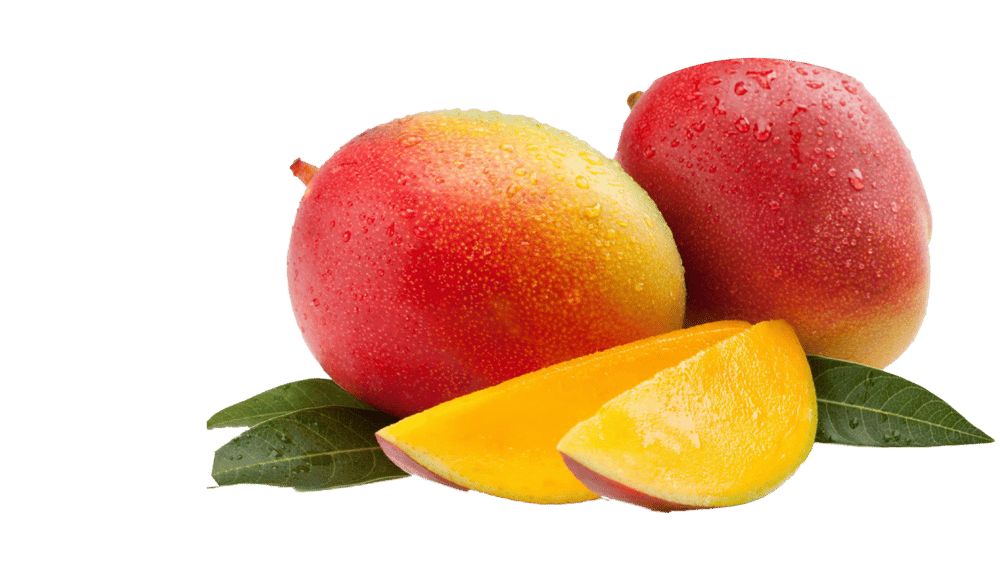 KENT MANGO FİDANI 3 YAŞ 70 CM (YERLİ ve ORGANİK ÜRETİM)