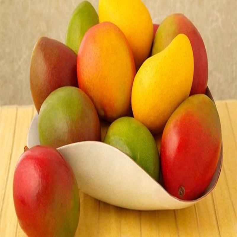 AŞISIZ MANGO FİDANI 2 YAŞ (2 ADET)