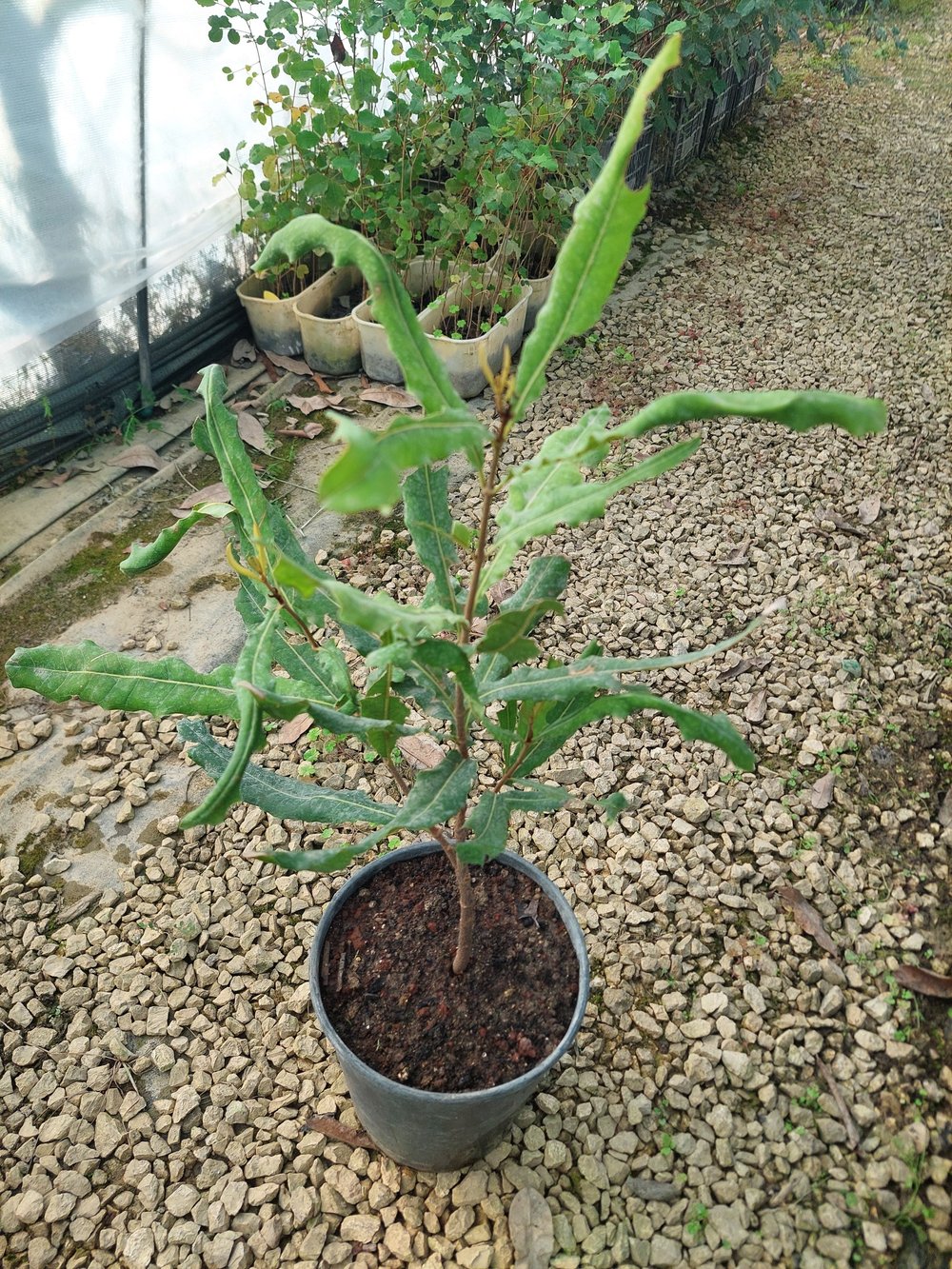 MACADAMİA FINDIĞI FİDANI 3 YAŞ 60 CM 