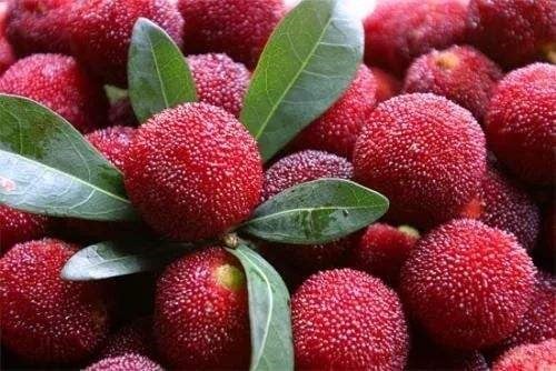 ÇİN ÇİLEK AĞACI FİDANI 4 YAŞ 100 CM