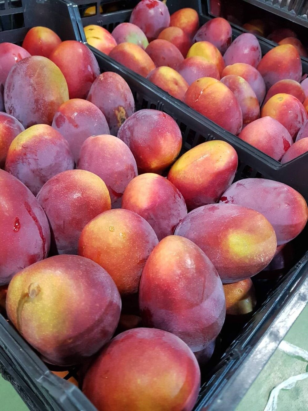 İRWİN MANGO FİDANI 3 YAŞ 70 CM (YERLİ ve ORGANİK ÜRETİM)