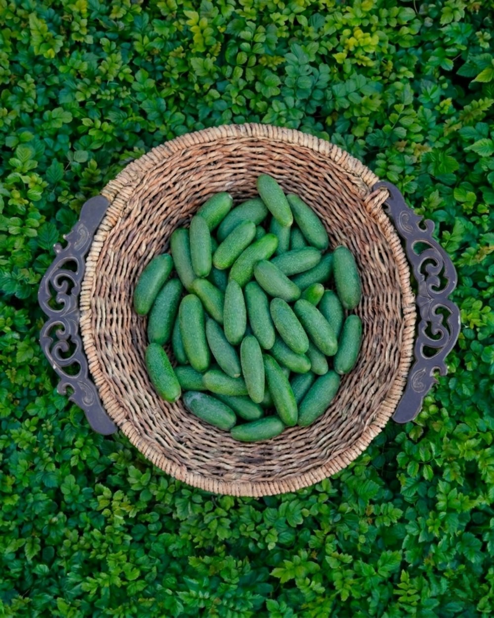 Baby Avokado