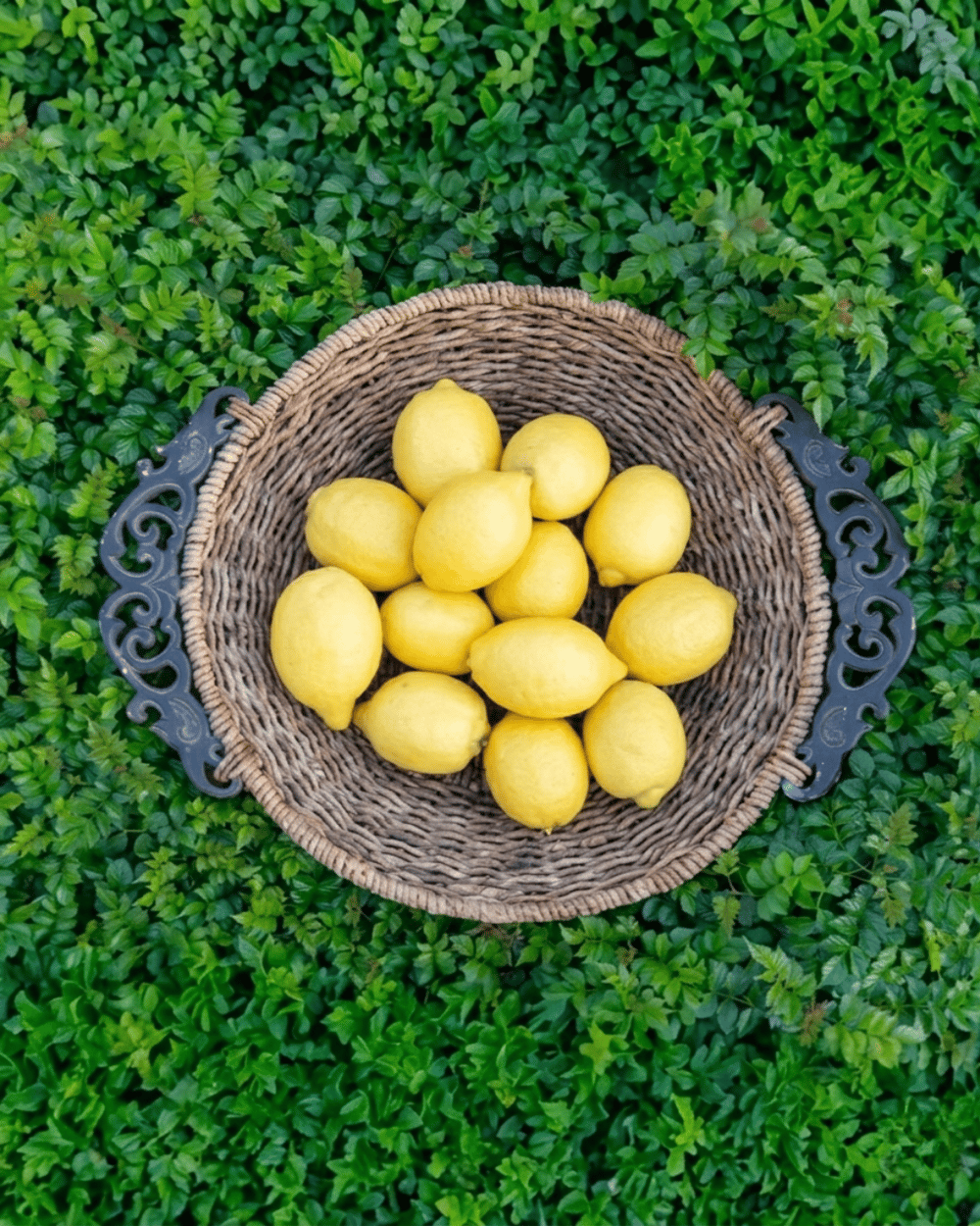 Limon