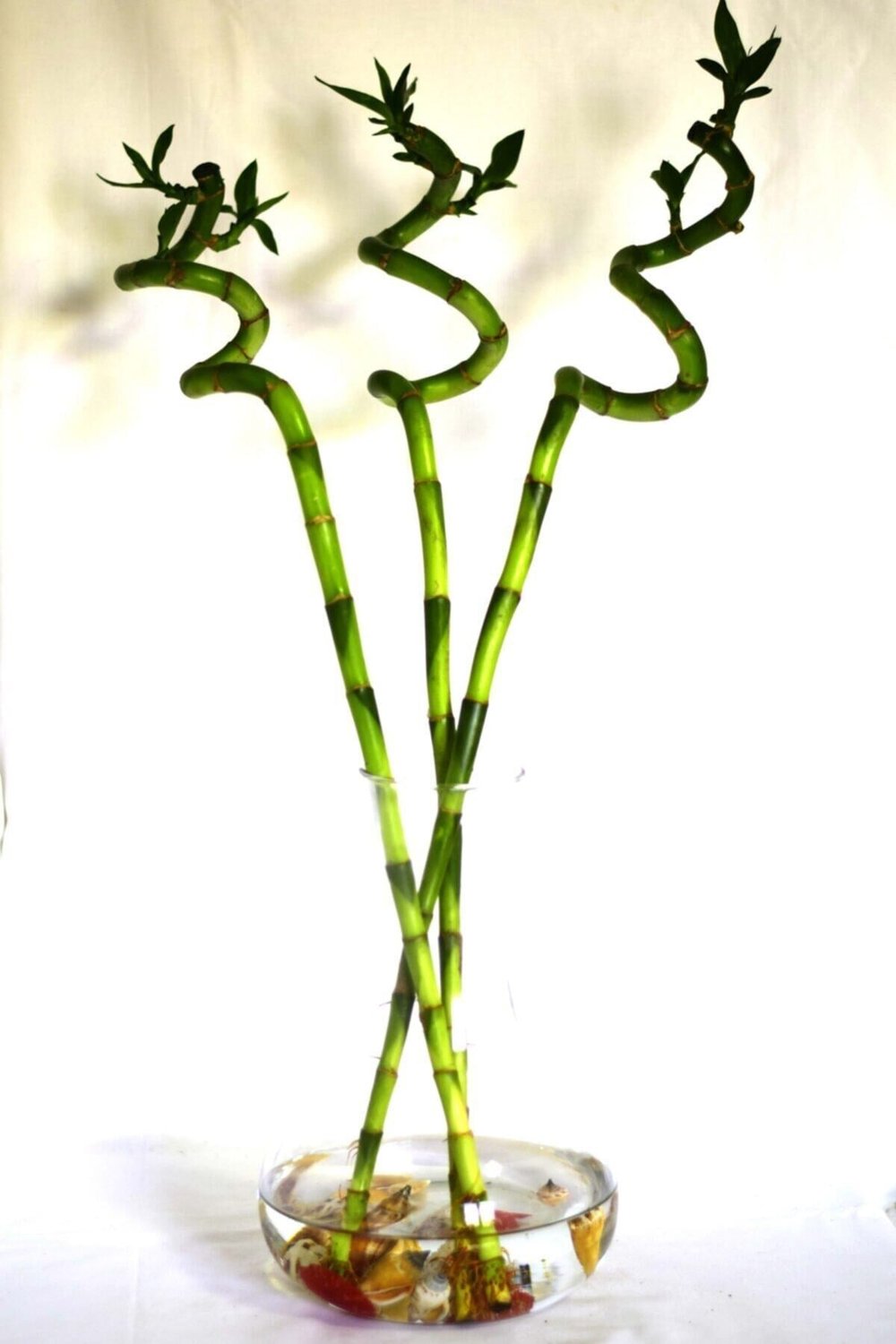 - Bambu Laki 80 Cm Şans Bambusu 4 Adet