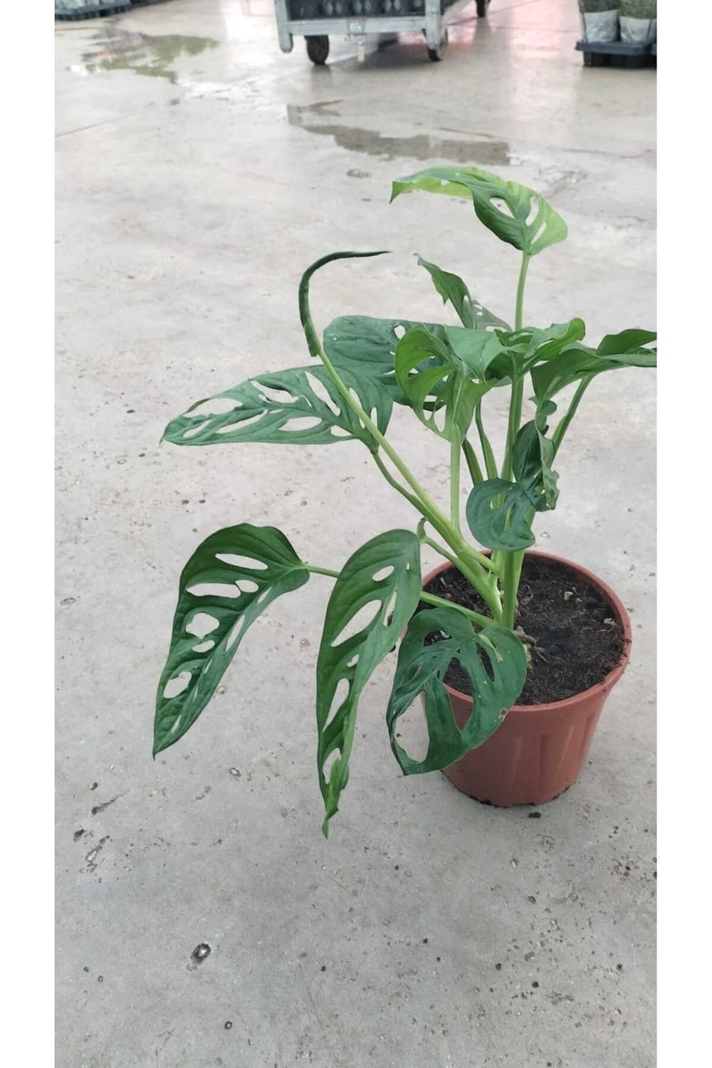 🌿 Monstera Monkey Mask (Deve Tabanı) 25-50 cm – Canlı, Dekoratif, Hava Temizleyen Bitki 🌿