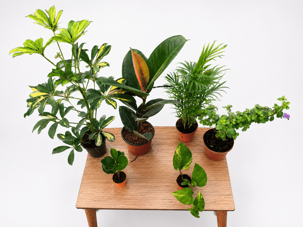 🎁 Şeflera, Kauçuk, Areka Palmiyesi ve Afra Para Ağacı | Peperomia & Patos Hediyeli Bitki Seti