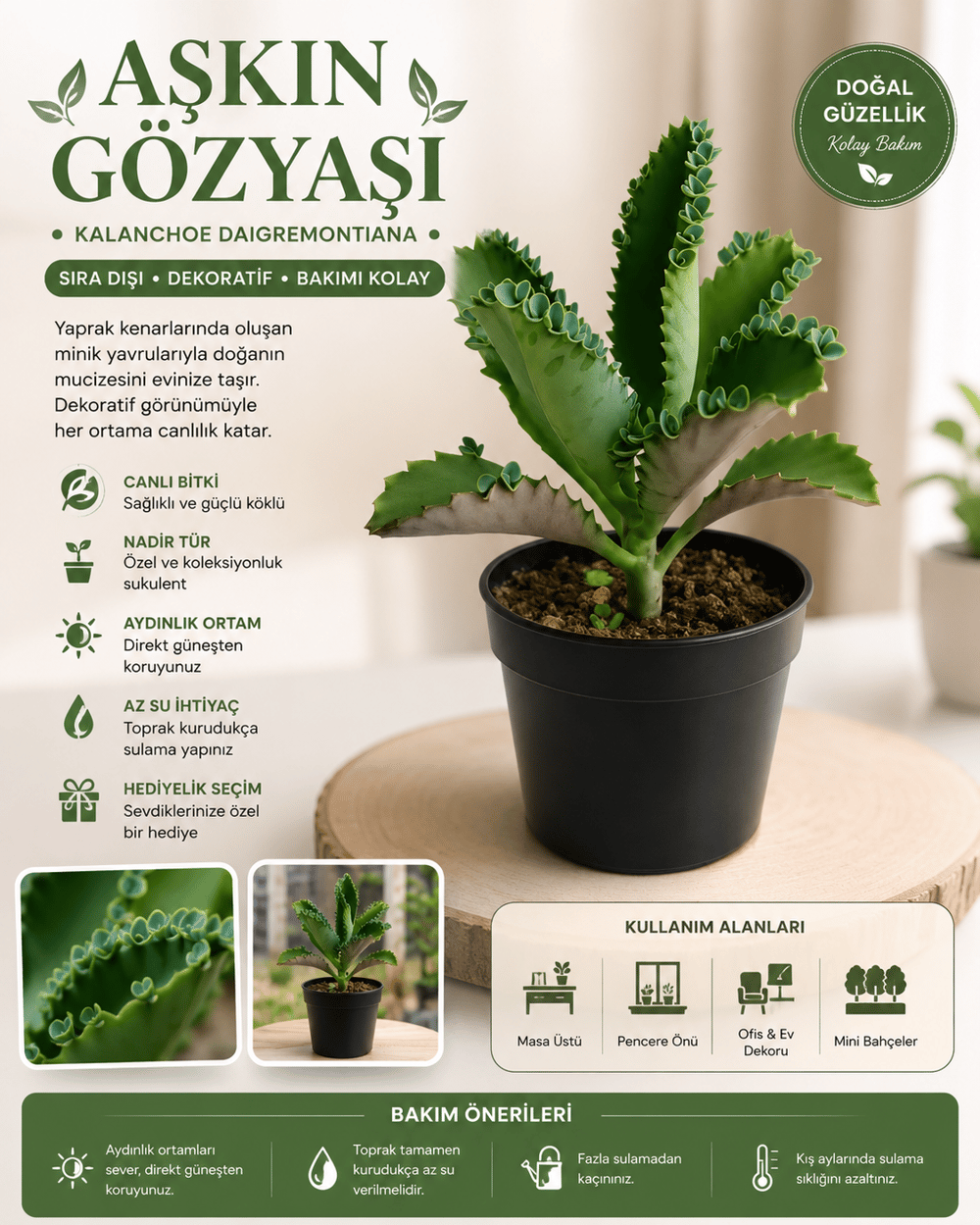 2 Adet Aşkın Gözyaşı Çiçeği - Saksı: 8cm – Kalanchoe Daigremontiana – Kolay Bakımlı