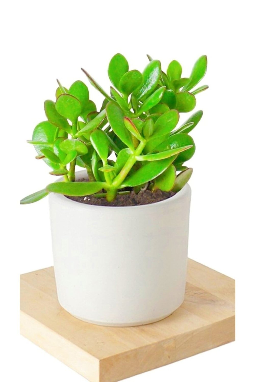 2 Adet Seramik Saksıda Crassula Ovata Para Çiçeği