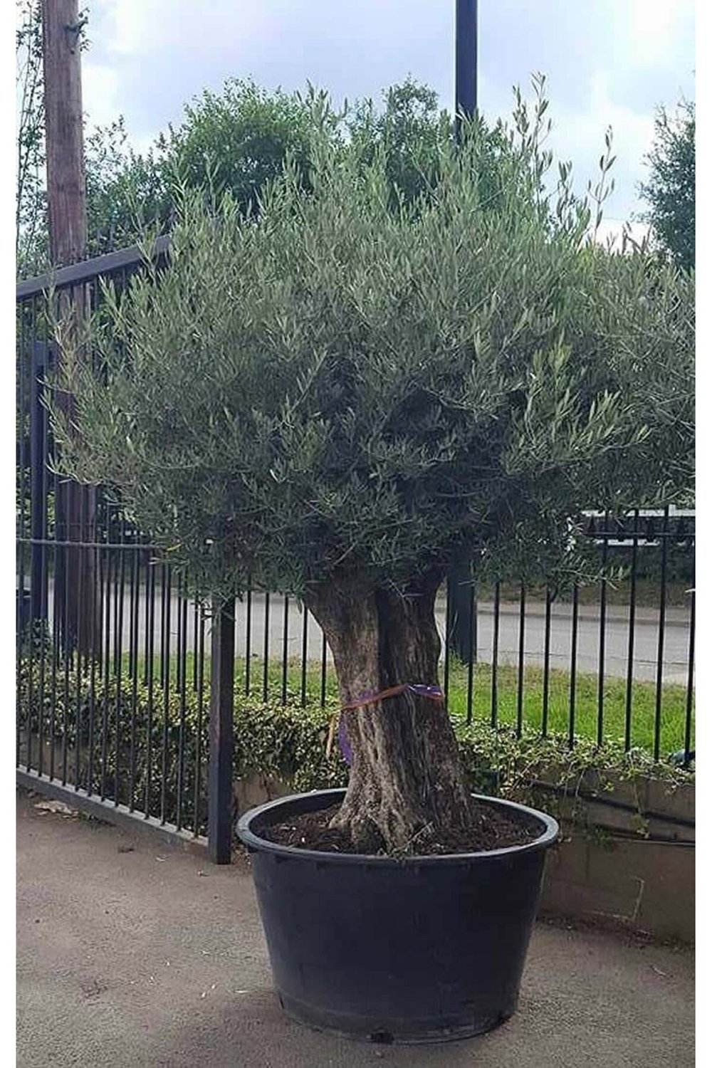 250 Yaş Zeytin Ağacı