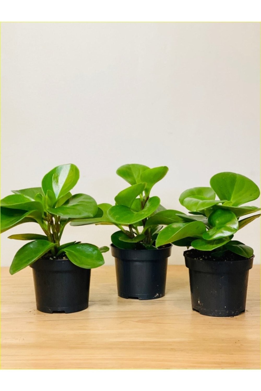 3 Adet Peperomia Umut Bitkisi Peperomya