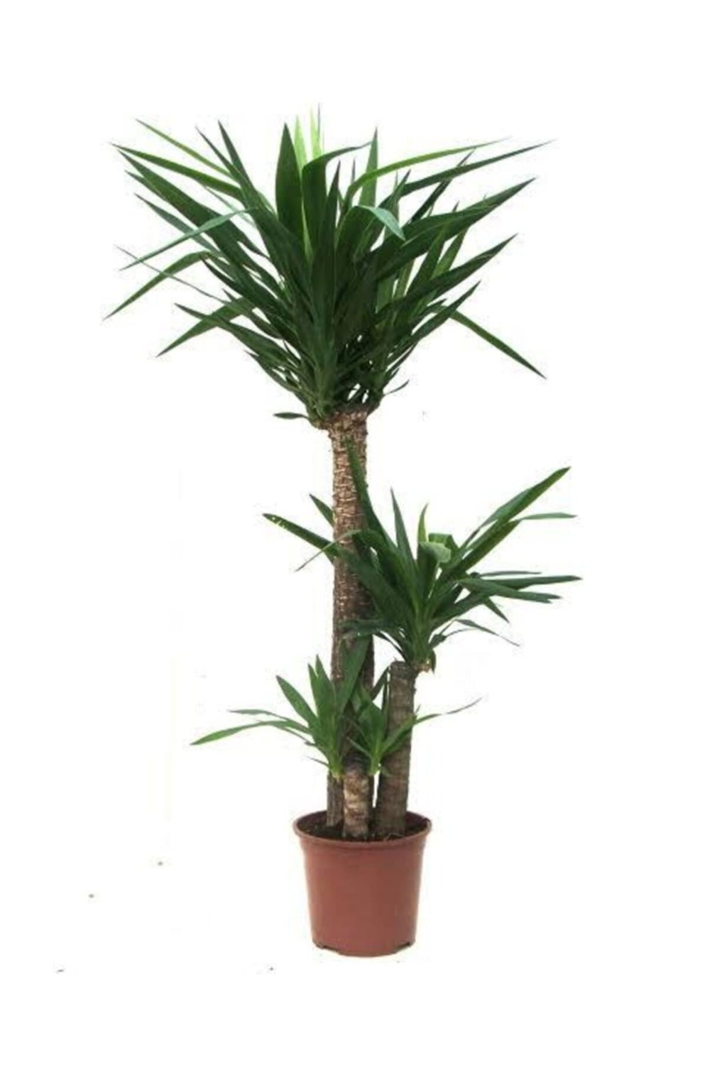 3'lü yuka ağacı  100-120 cm