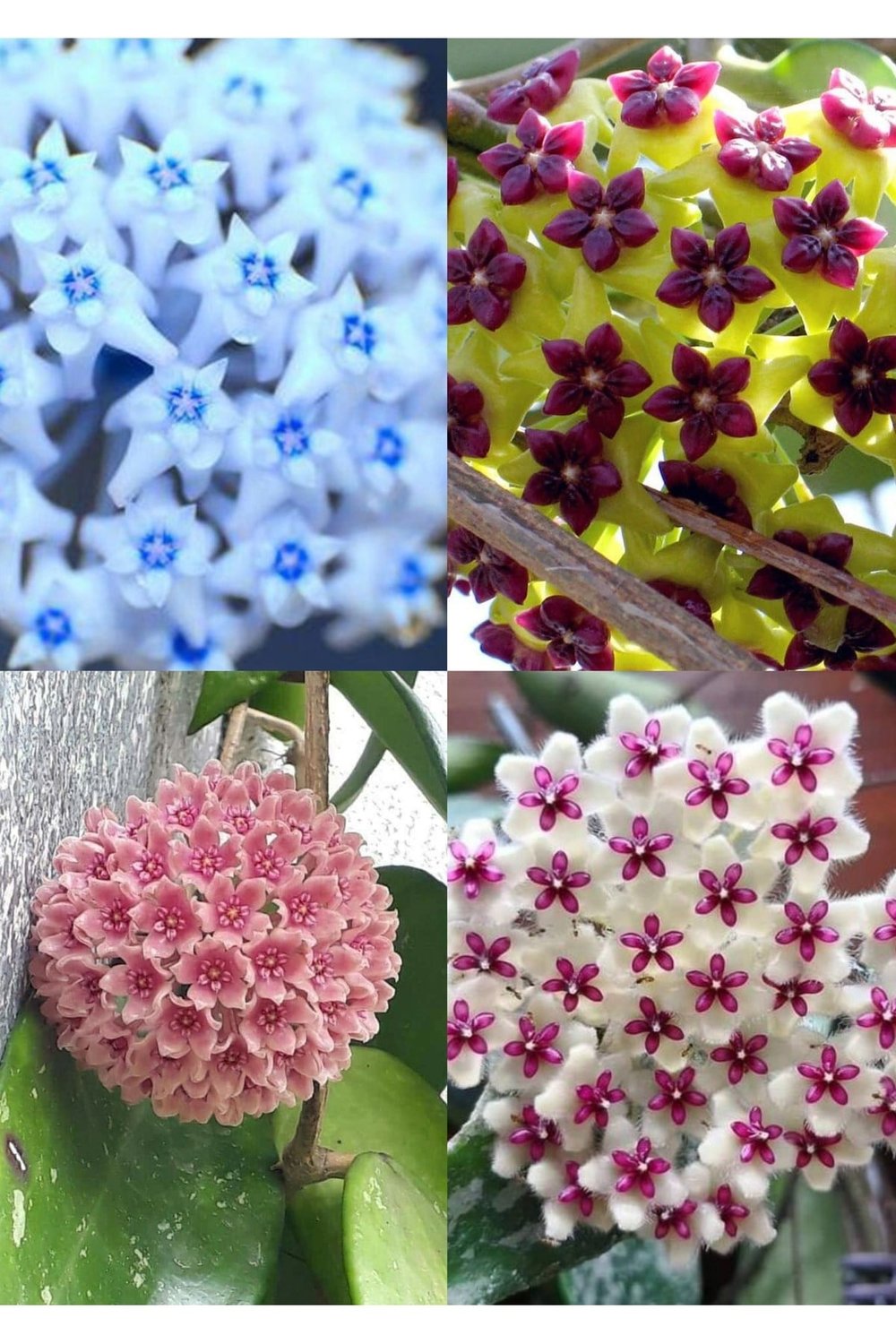 4 renk mum çiçeği (mavi-beyaz, bordo-sarı, pembe, kırmızı-beyaz