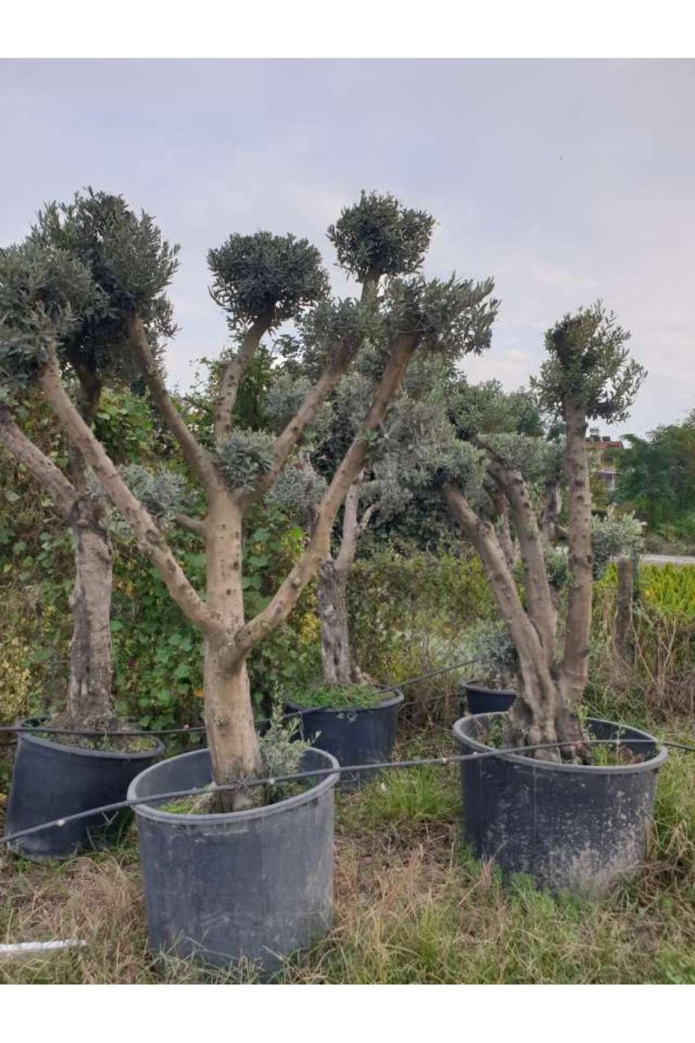 40-50 Yaş Zeytin Ağacı