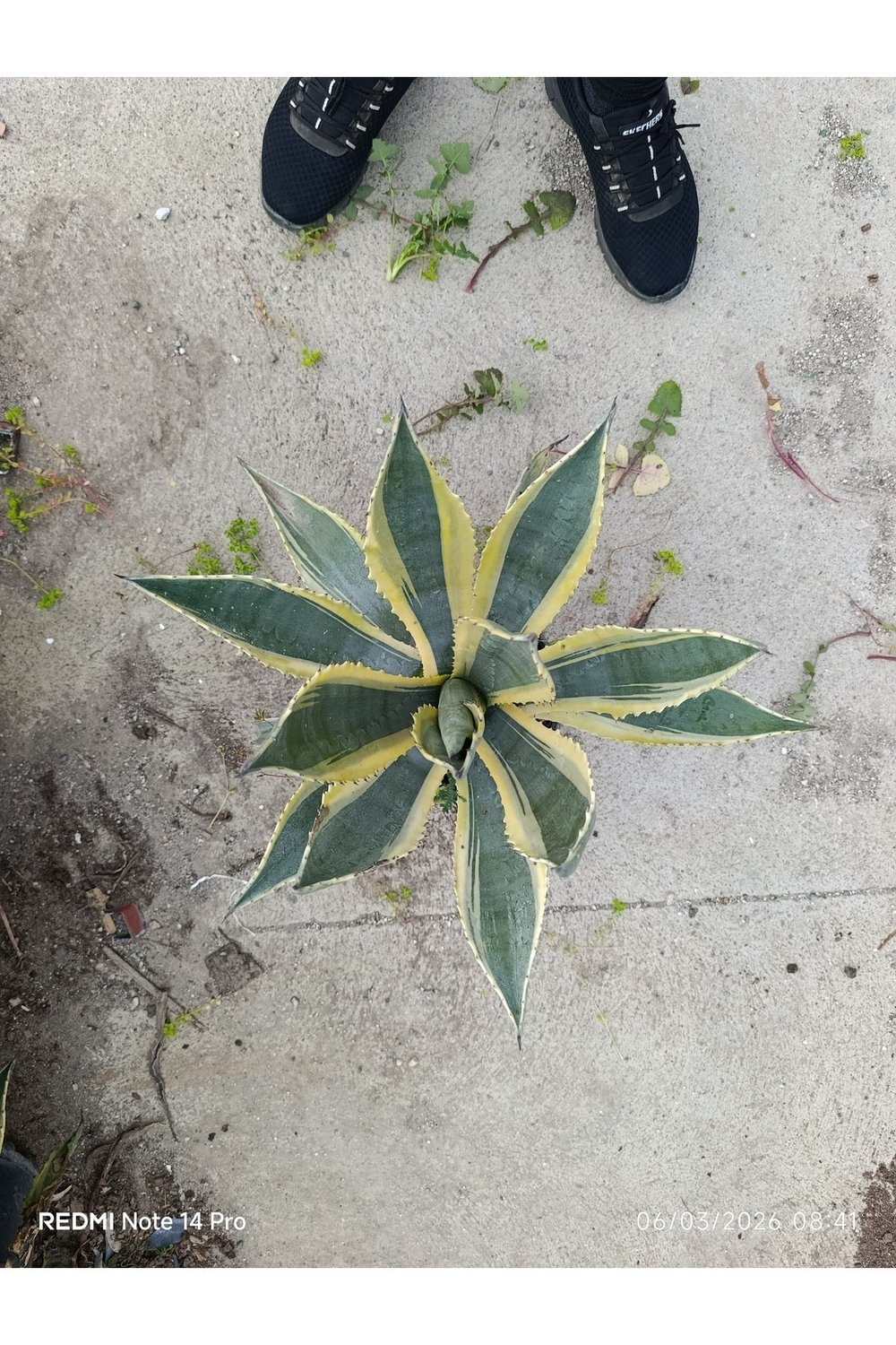 Agave Americana Variegata - Alacalı Büyük Boy Sabır Otu - Tropikal Dekoratif Bahçe ve Salon Bitkisi