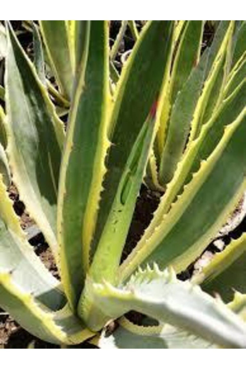 Agave Fidanı