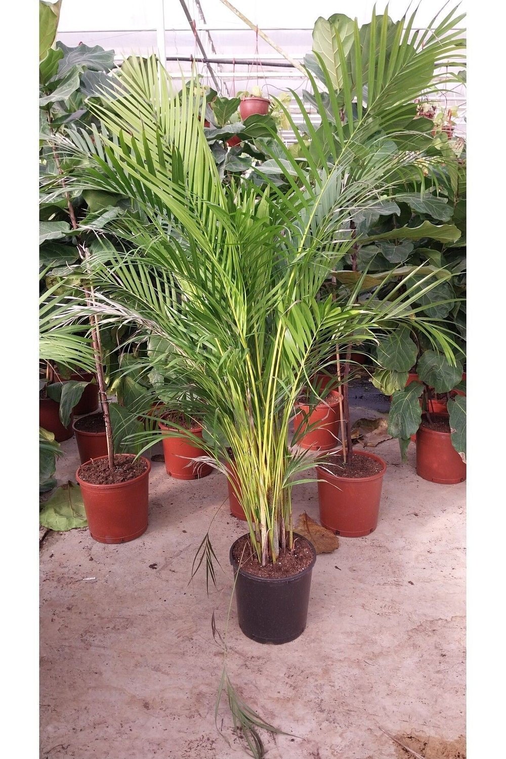 AREKA PALMİYESİ 100CM