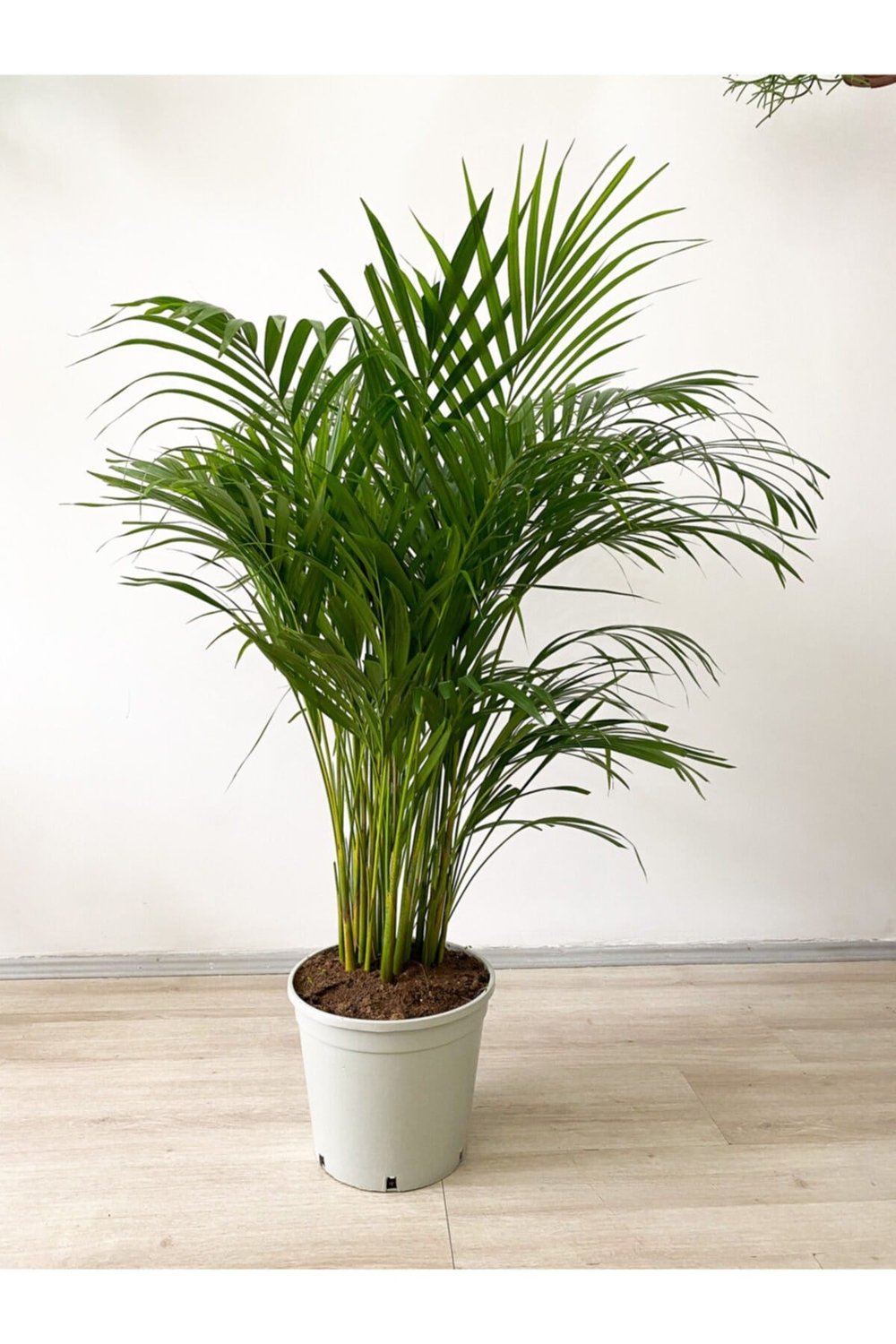Areka Palmiyesi 110-120 Cm