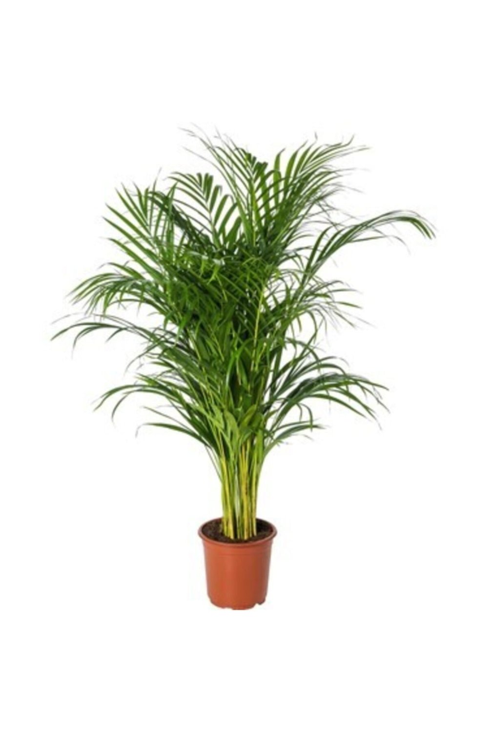 Areka Palmiyesi 120 Cm Ithal Ürün