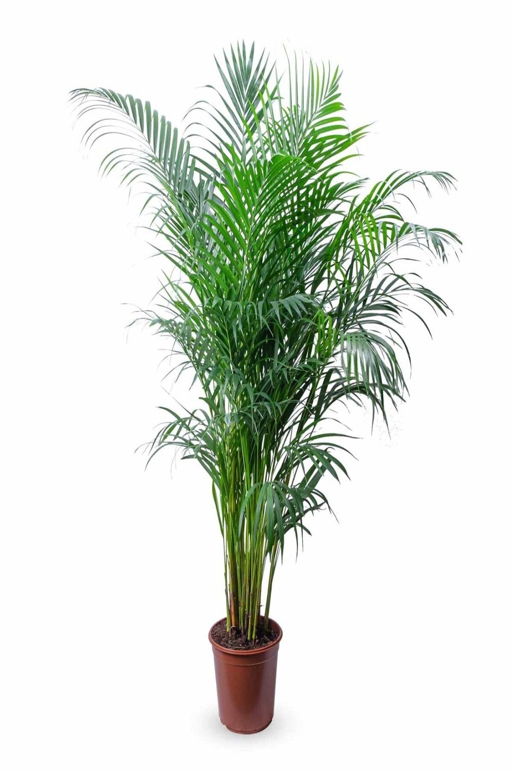 Areka Palmiyesi 150-160 Cm