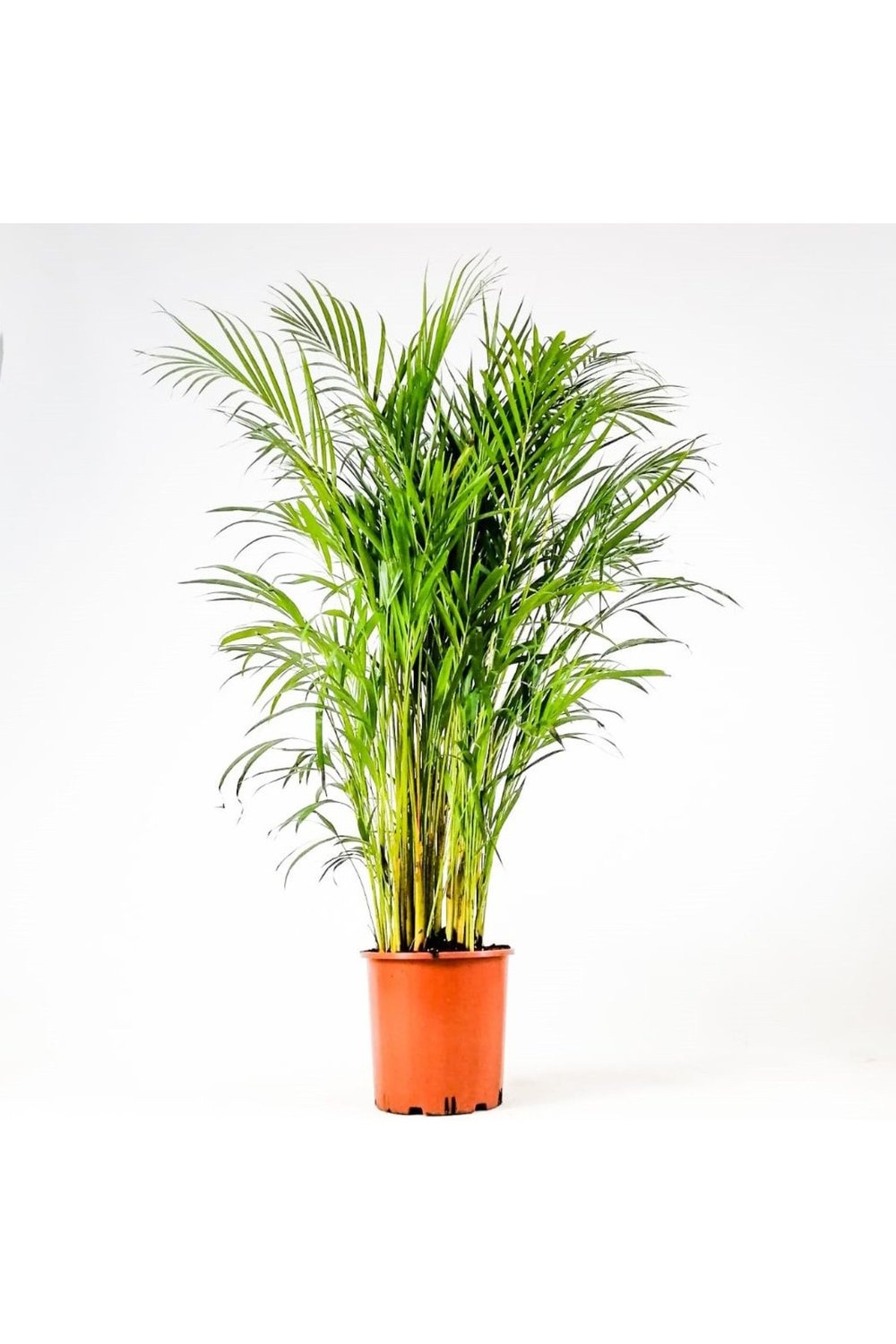 Areka Palmiyesi 170-180 Cm 2 Adet - Hediyelik Salon Ofis Bitkisi