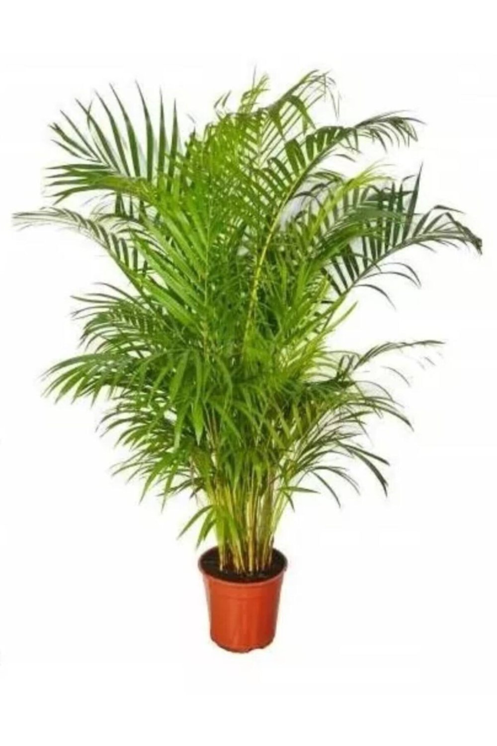 Areka Palmiyesi (areca)
