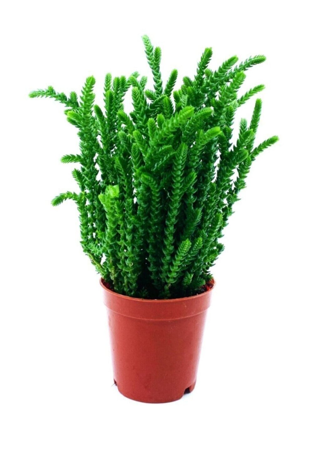 Arts Gardens Crassula Muscosa Watch Succulent Prenses Çamı