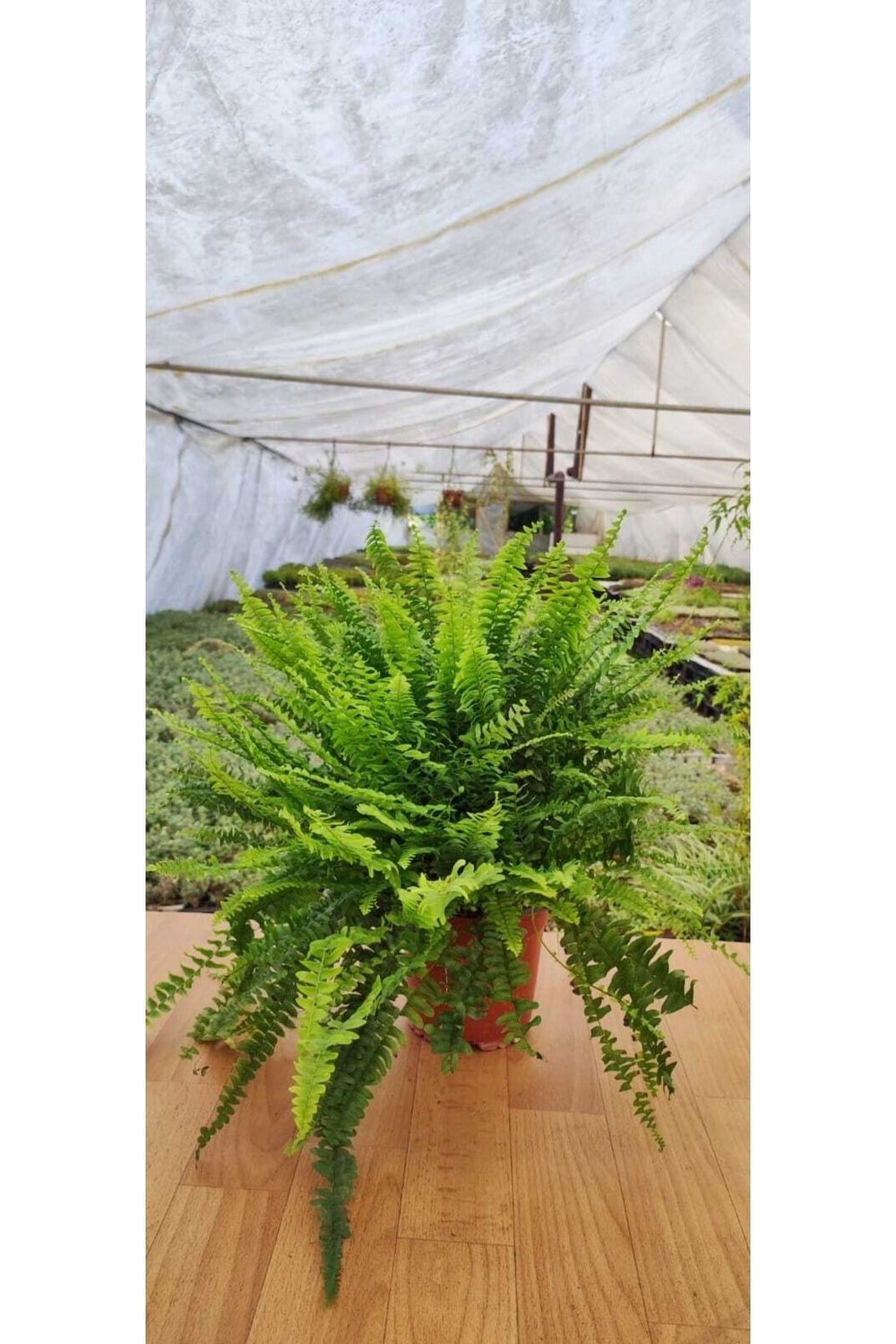 Aşk Merdiveni Fujer Nephrolepis Ev, Salon, Ofis Bitkisi 15 Cm Saksıda