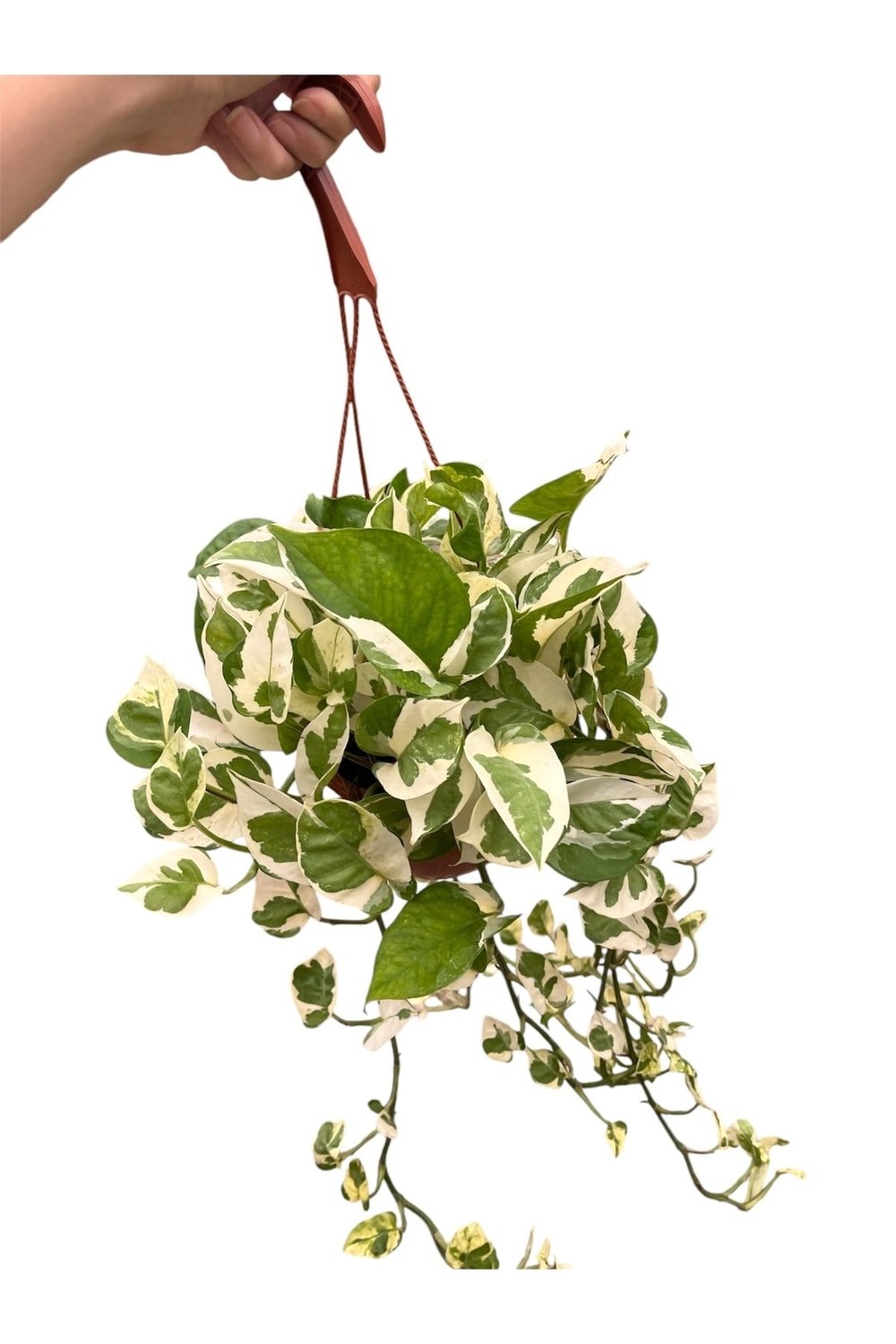 Askılı Alacalı Patos Salon Sarmaşığı (Pothos Njoy - Epipremnum Aureum)