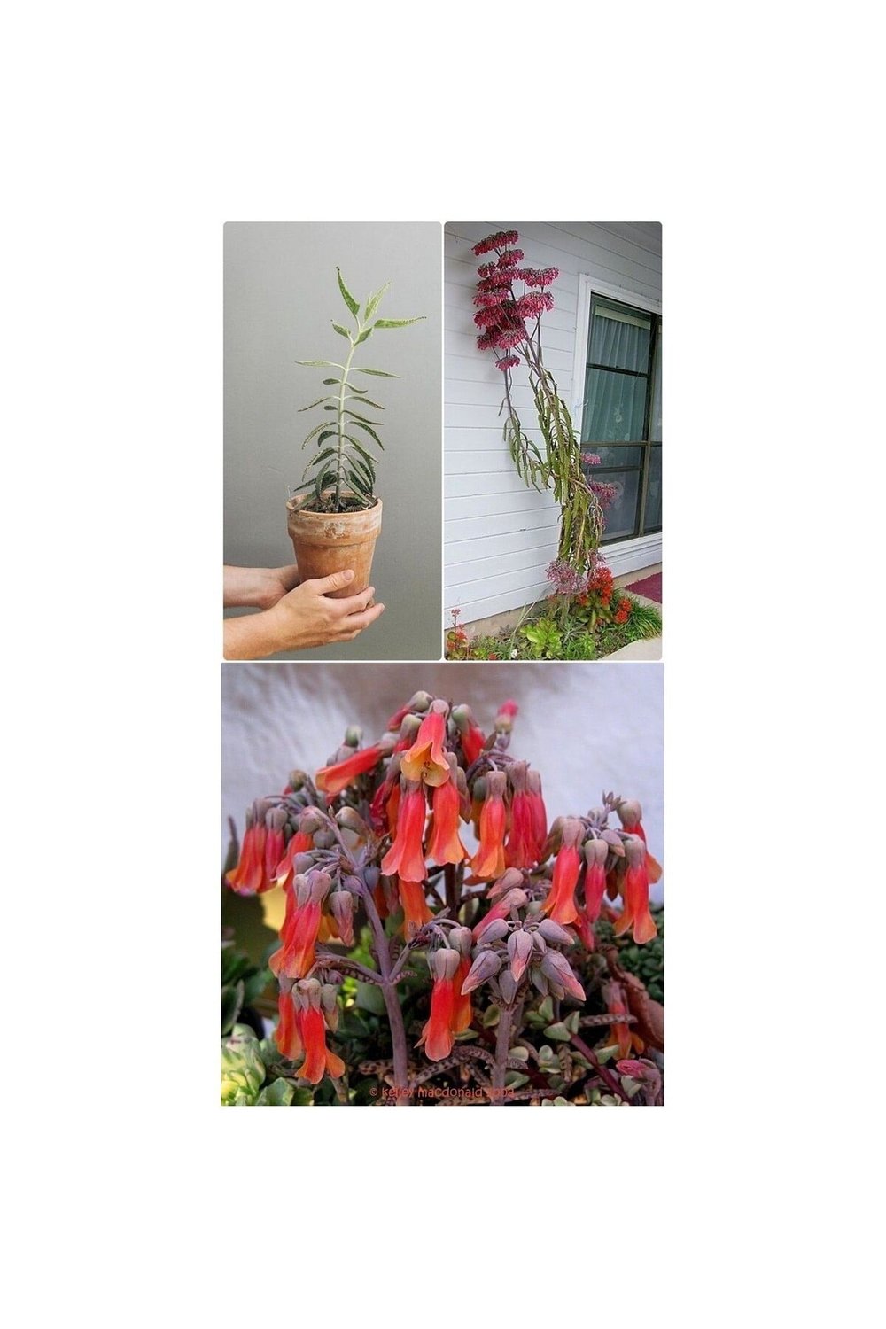 Aşkın Gözyaşı Çiçeği Fidanı 10-20 cm