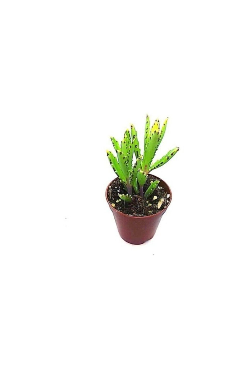 Aşkın Gözyaşı Fidanı 10-20 cm