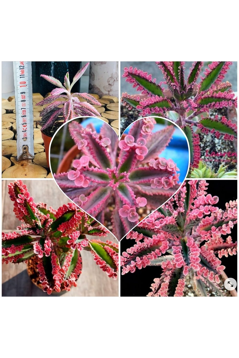 Aşkın Gözyaşı Pembe 5.82882