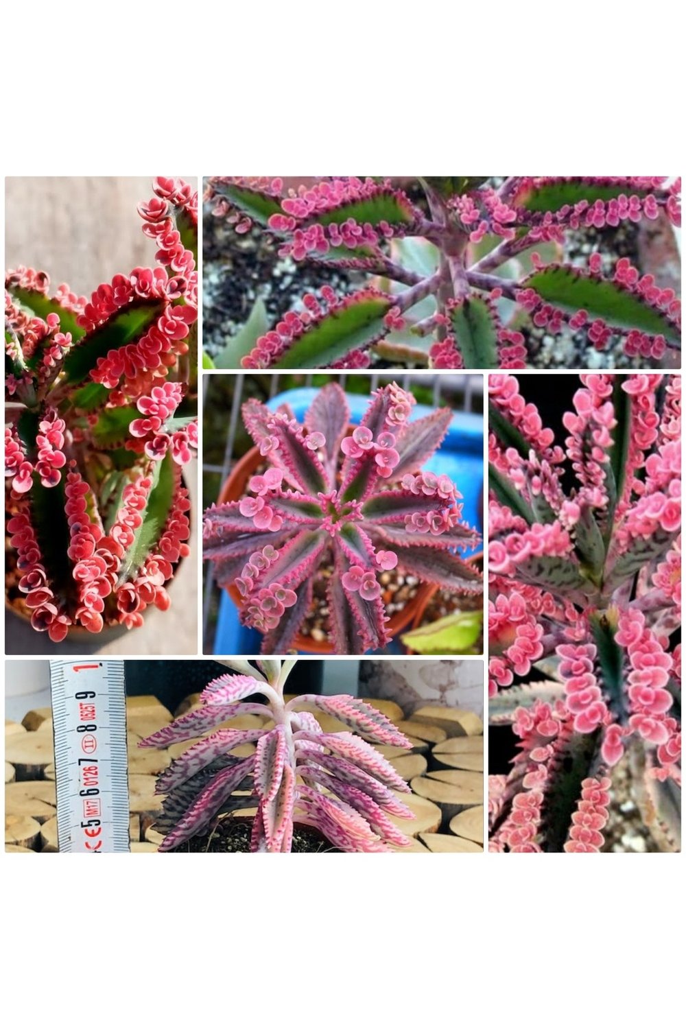 Aşkın Gözyaşı Pembe 5.82883