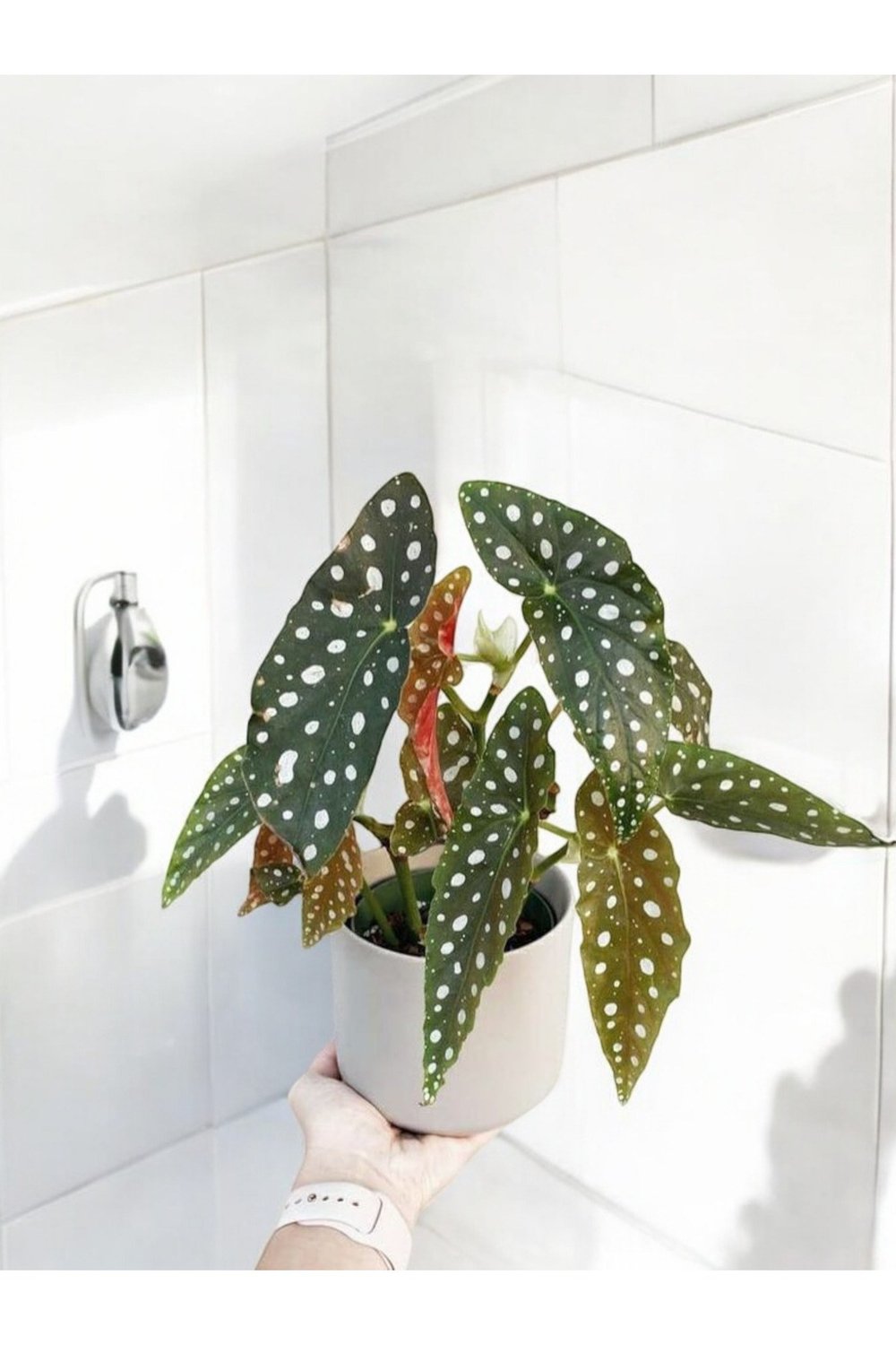 Banyo bitkisi çilli begonya dekoratif saksıda