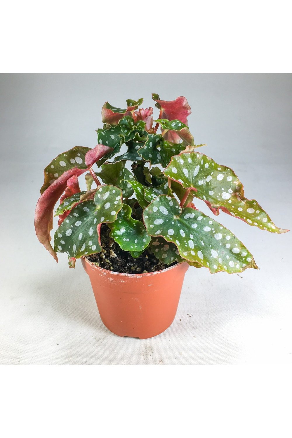 Begonia Maculata Çilli Begonya (7 Cm Saksıda) Nadir Sıra Dışı Kaktüs, Sukulent Ve Bitkiler