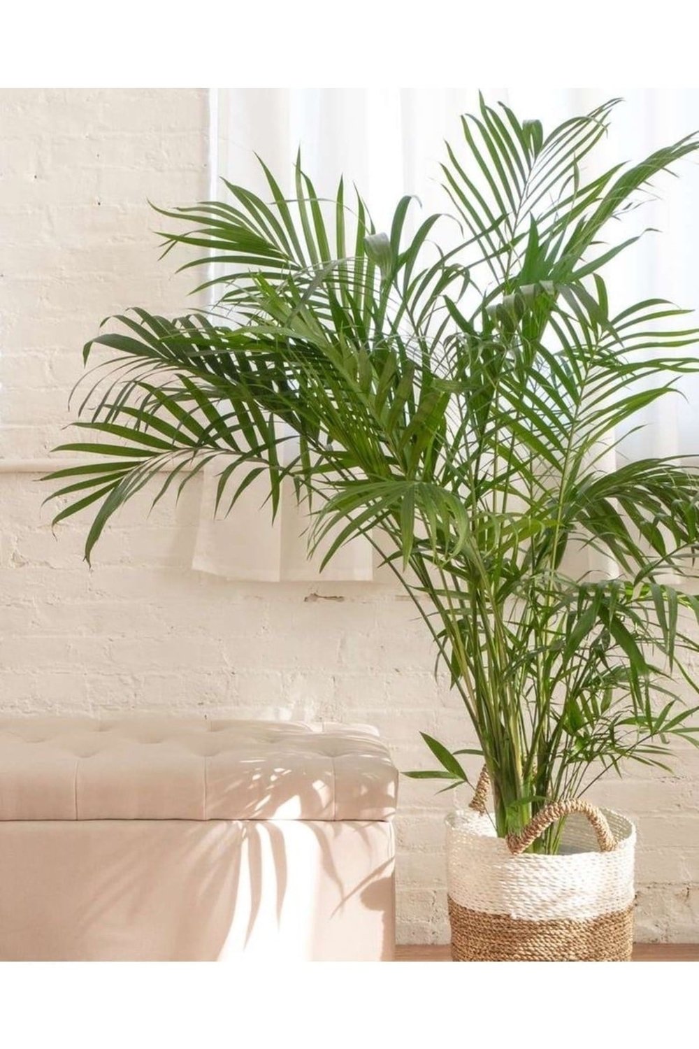 Belcebotanik Areka Palmiyesi - Areca Lutuescens Ithal 100-120 Cm