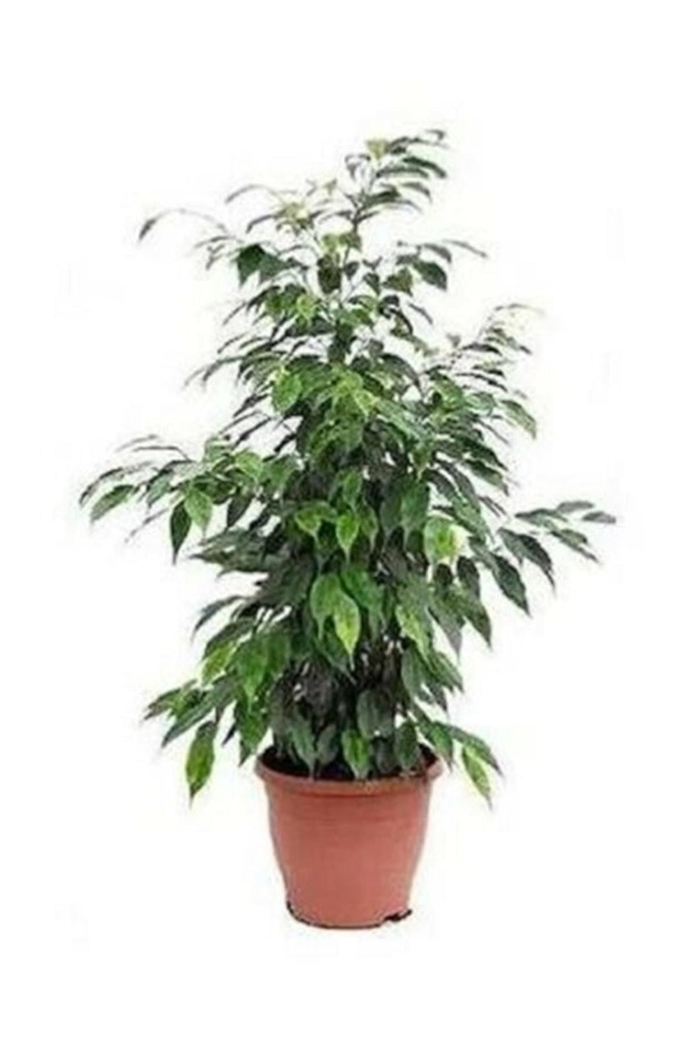 Benjamin Bitkisi 60 80 Cm Ficus Benjamina Ofis Bitkisi Ev Bitkisi Salon Bitkisi
