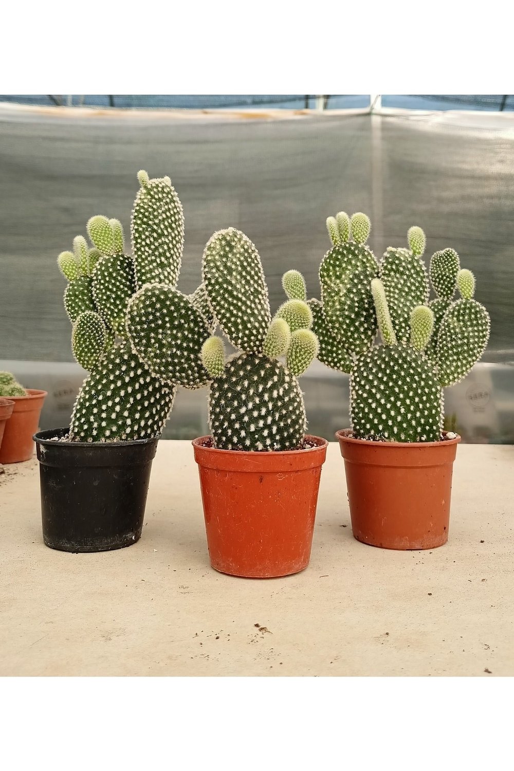 Beyaz Tavşan Kulağı Kaktüs Büyük Boy - Opuntia Kaktüs 8.5 cm Saksı