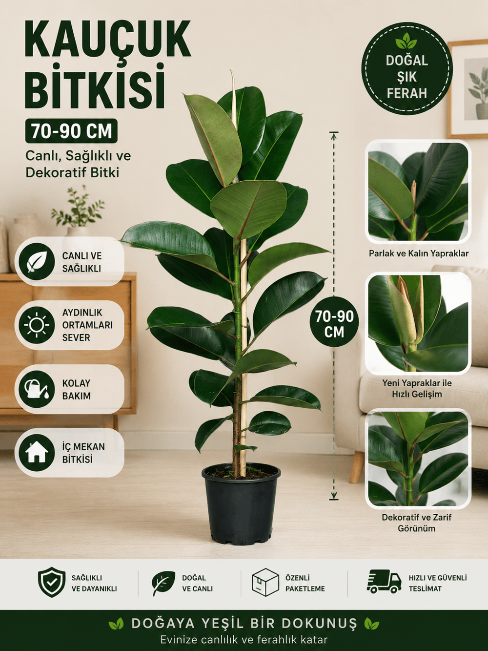 Bitki Dünyam Kauçuk Çiçeği - Ev Ofis Çiçeği