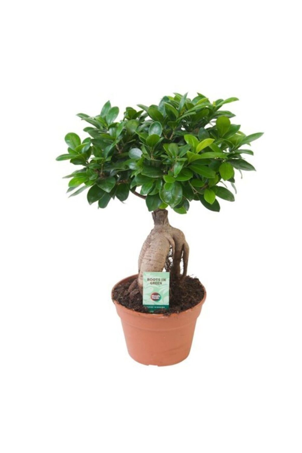Bonsai Ficus 'ginseng' M