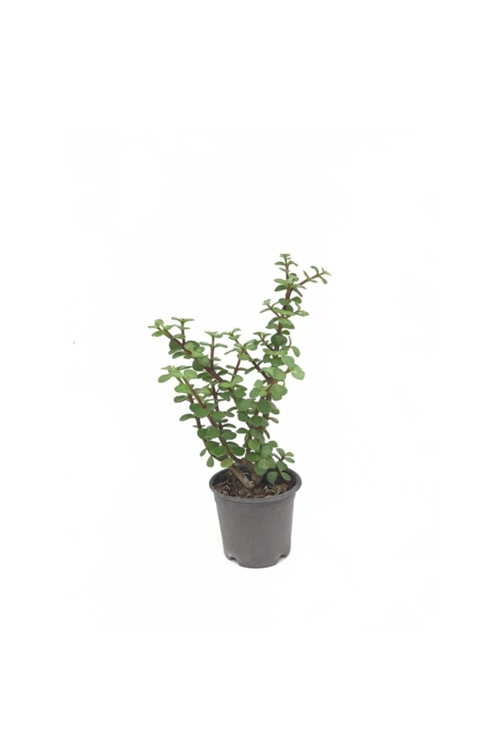 Bonsai Için Uygun Yeşim (afra) Ağacı